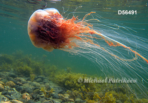 Lion's Mane Jellyfish (Cyanea capillata)